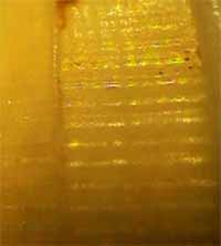 Acrilloscala geniculata